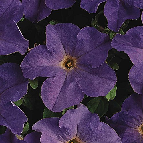 Petunia - Dream Series Flower Garden Seed - 1000 Pelleted Seeds - Sky Blue Blooms - Annual Flowers - Single Grandiflora Petunias Petunia - Dream Series Flower Garden Seed - 1000 Pelleted Seeds - Sky Blue Blooms - Annual Flowers - Single Grandiflora Petunias