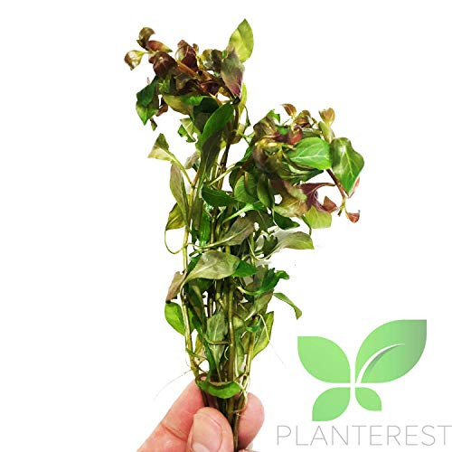 Planterest  Ludwigia Ovalis Repens Red Bundle Stems Live Aquarium Plant Decorations BUY2GET1FREE