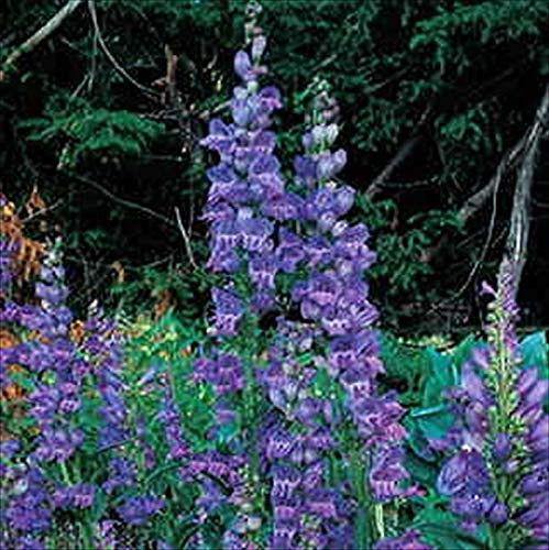 PAPCOOL Rocky Mountain Penstemon Blue 100 Se?Ds Perennial.Penstemon Strictus
