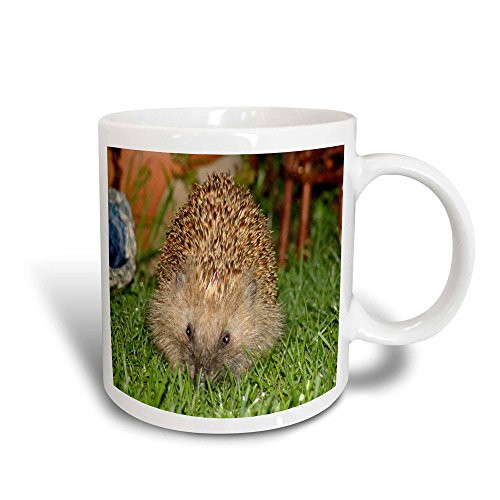 3dRose Hedgehog In Sweden - Magic Transforming Mug  11 oz  Multicolored