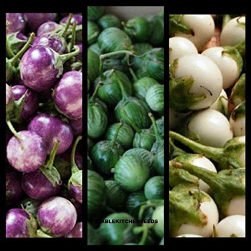 ?100pcs Seeds? VISTARIC  100  Edible Asian Vegetable Seeds Small Round White  Purple Thai Eggplant  Solanum Melongena  by Kitchenseeds