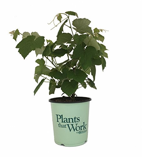 Plants That Work - in The Kitchen Mars Seedless Grape - Vitis Mars - 19cm