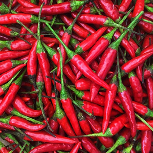 KEJORA Fresh Red Thai Chili Peppers -1 Lb  16 oz