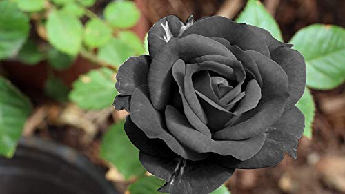 PAPCOOL Black Rose Very R?RE 20 S??ds