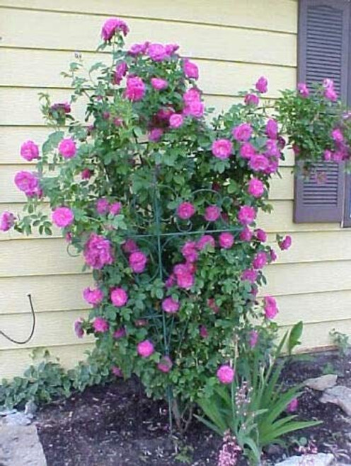 Purple Climbing Rose Rosa Bush Vine Climber Fragrant Butterfly Flower rsc2a6r  5 Seeds  can Grow in Trays or pots