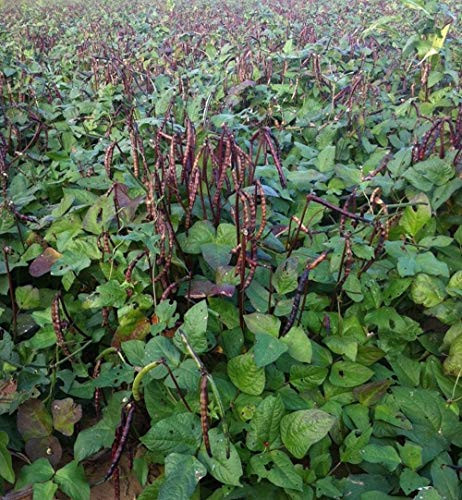 Knuckle Purple Hull Cowpea Seed s - ALYFP - Crowder Peas Southern Pea  1 Ounce  -Plus180    Can Grow in Pot
