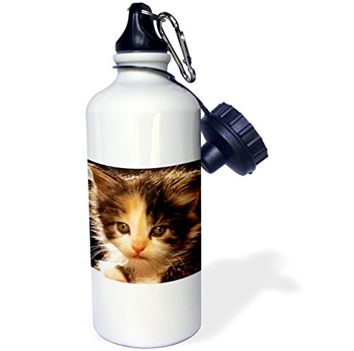 3dRose "brown and white kitten face" Sports Water Bottle  21 oz  White