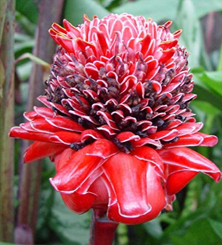 PAPCOOL R?d Torch Ginger Ed?ble Se?Ds Perennial - House Plánt Also .Etlingera Elatior
