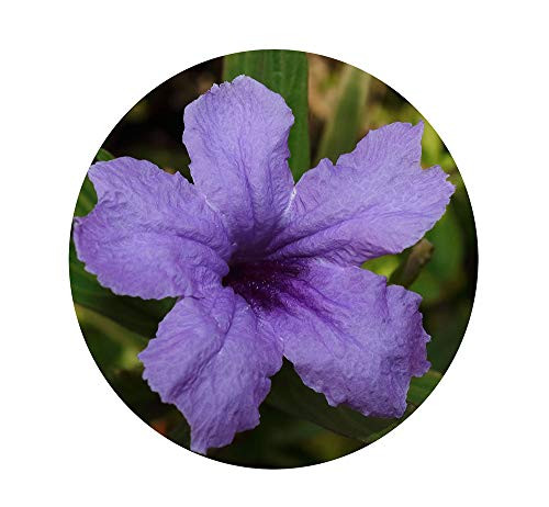 Mexican Bluebell Petunia Ruellia simplex Live Plant Perennial Shrub Purple Blue Flowering Starter Size 4 Inch Pot Emerald R Mexican Bluebell Petunia Ruellia simplex Live Plant Perennial Shrub Purple Blue Flowering Starter Size 4 Inch Pot Emerald R