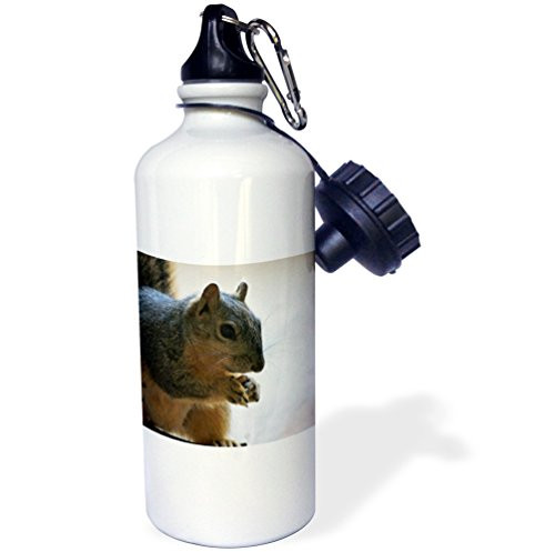 3dRose "Brown squirrel enjoying a nut close up" Sports Water Bottle  21 oz  White