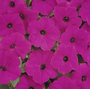 Petunia-Spreading Tidal Wave Pellets Purple 10 Seeds