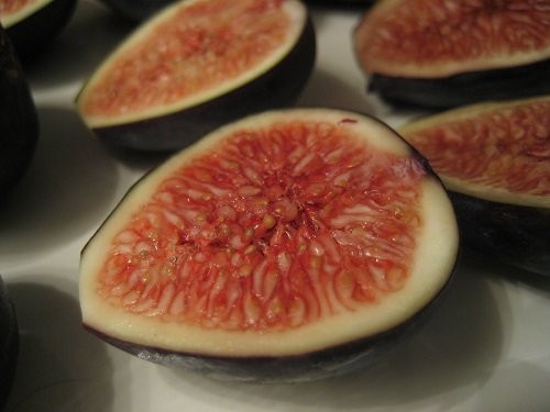 Hirts  Fruits  and  Berries Fig 'Black Mission' Tree Container Plant