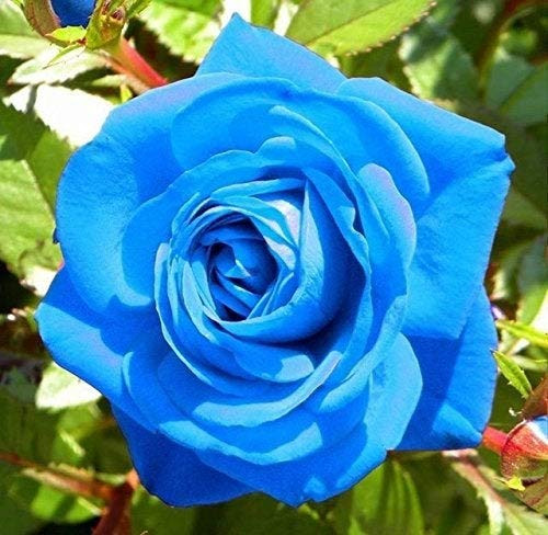 PAPCOOL Rose Blue Sky 20 200 Or 2000 S??DS - 20 S??DS