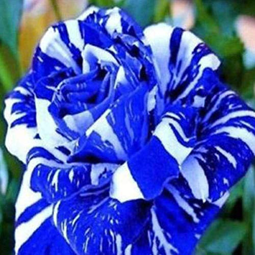PAPCOOL Blue Dragon Rose 20 200 Or 2000 S??DS - 20 S??DS