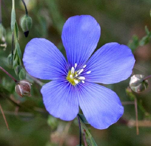 PAPCOOL Blue Flax Flówer S??DS Linum Rubrum Perennial 75Plus S??DS