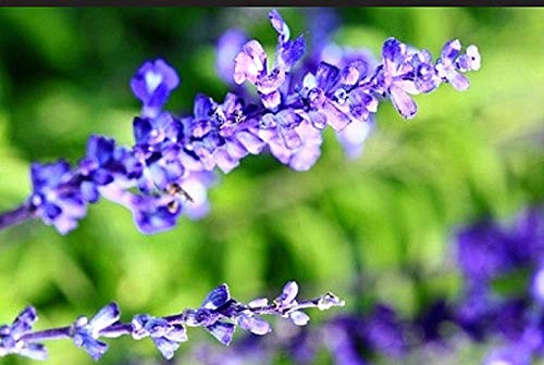PAPCOOL Sage Salvia S??DS for Pl?nting - Heirl?om Blue Sage Wildflower S??D Salvia Farinacea H?rb Or Flówer G?rden Purple 225 S??DS