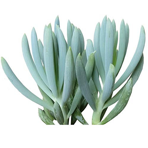 SmartMe Succulent Plant - Blue Chalksticks Senecio Serpens Senecio mandraliscae 2'' Cactus Succulent SmartMe Succulent Plant - Blue Chalksticks Senecio Serpens Senecio mandraliscae 2'' Cactus Succulent