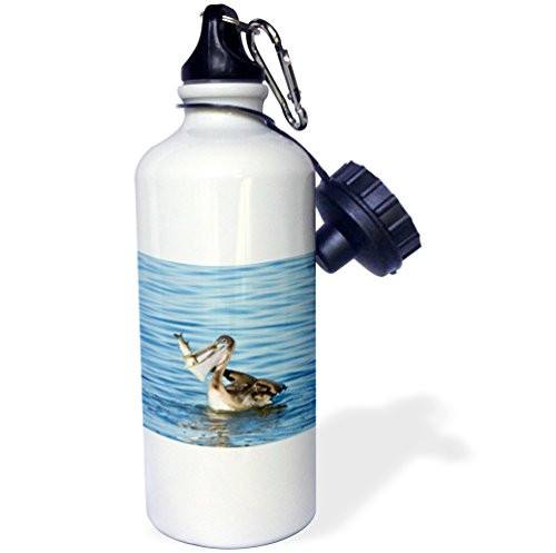3dRose "Brown Pelican bird Laguna Madre Texas USA-US44 LDI0806-Larry Ditto" Sports Water Bottle 21 oz White 3dRose "Brown Pelican bird Laguna Madre Texas USA-US44 LDI0806-Larry Ditto" Sports Water Bottle 21 oz White