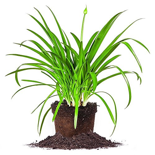 Blue AGAPANTHUS - Size  1 Gallon  Live Plant  Includes Special Blend Fertilizer  and  Planting Guide