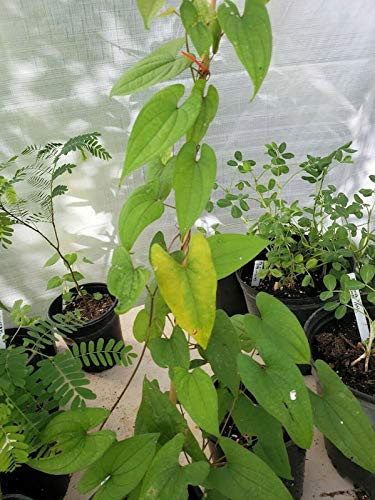 Rarely Produced Seeds Dioscorea Alata Water Yam   Purple Yam jocad  10 Seeds