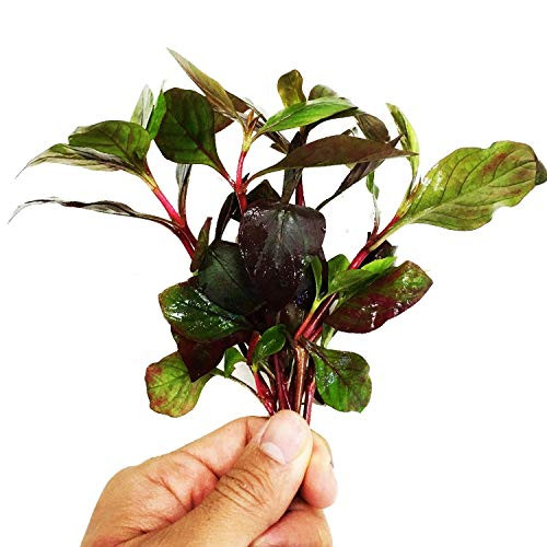 Alternanthera Reineckii Red Broad Leaves  Planterest  Alternanthera Bundle Live Aquarium Plant Decorations BUY2GET1FREE
