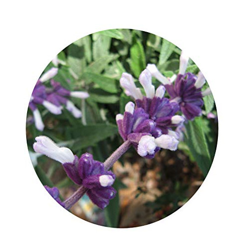 Mexican SAGE Subtropical Butterfly Hummingbird Garden Purple White Flowering Live Shrub Plant Starter Size 4 Inch Pot Emerald R Mexican SAGE Subtropical Butterfly Hummingbird Garden Purple White Flowering Live Shrub Plant Starter Size 4 Inch Pot Emerald R