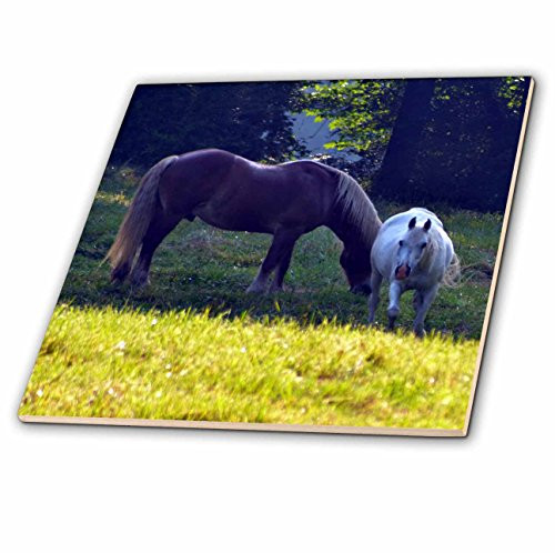 3dRose ct_53652_2 Brown Horse and White Horse Ceramic Tile, 6-Inch