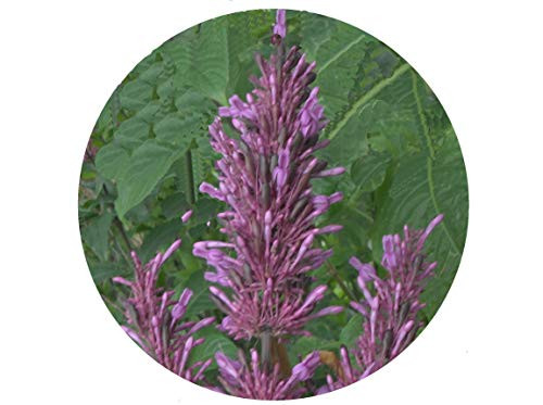Purple FIRESPIKE Live Semi-Tropical Plant Shade Perennial Shrub Attracts Butterflies Starter Size 4 Inch Pot Emerald TM
