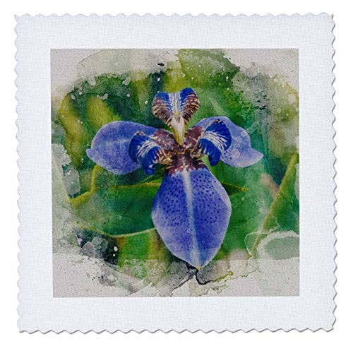 3dRose Image Of Watercolor Blue Iris Flower - Quilt Squares qs_340459_5 3dRose Image Of Watercolor Blue Iris Flower - Quilt Squares qs_340459_5