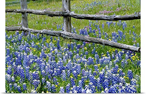 GREATBIGCANVAS Entitled Bluebonnet Flowers Blooming Around Weathered Wood Fence  Texas Poster Print  30" x 20"  Multicolor