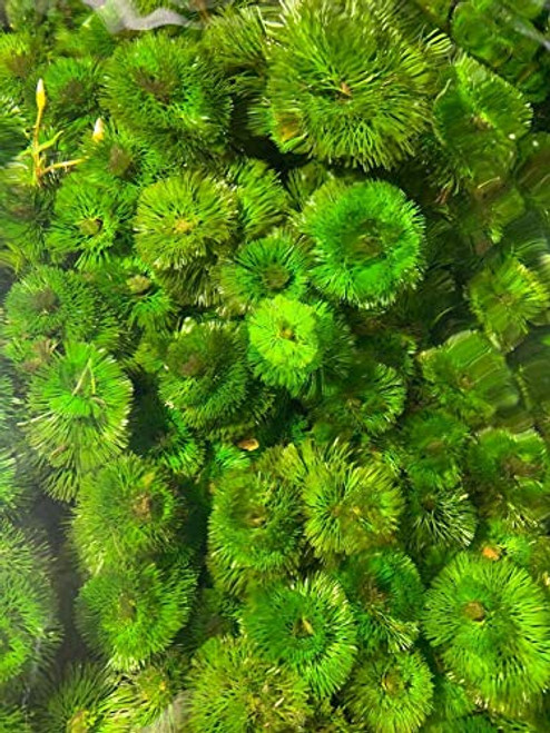 Purple Cabomba Pulcherrima Live Aquarium Plant Freshwater - Buy 2 Get 1 Purple Cabomba Pulcherrima Live Aquarium Plant Freshwater - Buy 2 Get 1