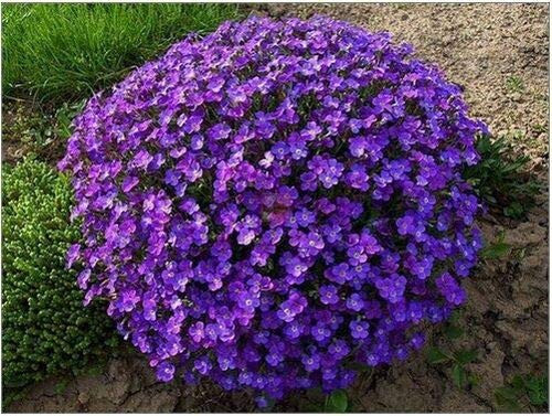 50 Plus Double Purple Aubrieta Rock Cress Fl?wer Se?ds Perennial Deer
