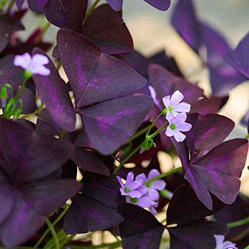 Oxalis Bulbs -Purple Shamrocks -20 Bulbs Shamrock Oxalis Triangularis Bulbs Bonsai Garden Planting Flower Fast-Growing
