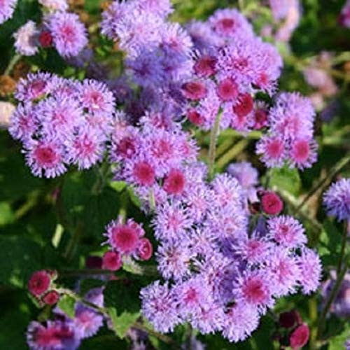 50Plus Purple Tycoon Ageratum   Self Seeding Annual   Flower   KKZ  ct