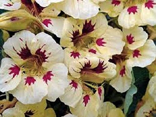25Plus Nasturtim Labybird Cream Purple   Annual   Flower   ASFP  ct