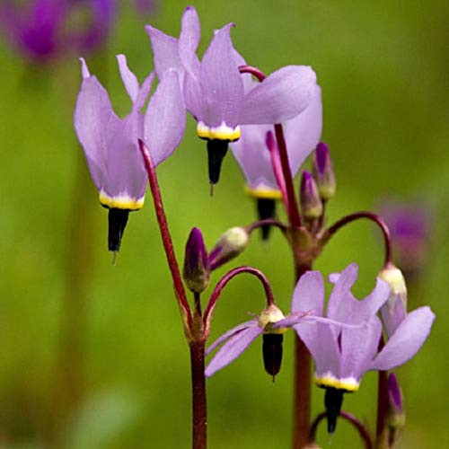25Plus Purple Dodecatheon   Meadia   Midland   Shooting Star Flower   RSLNP  ct