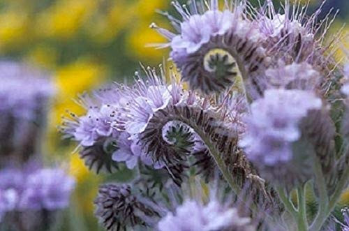 75Plus Purple Lacy Fiddleneck Tansy Phacelia Long Lasting Flower RSLNP ct 75Plus Purple Lacy Fiddleneck Tansy Phacelia Long Lasting Flower RSLNP ct