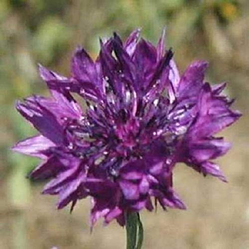 35Plus Purple Cornflower   Centaurea   Batchlor's Button   Annual   Flower   LMSP  ct