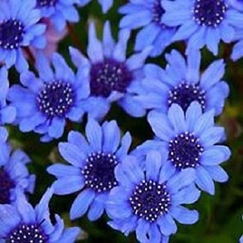 50Plus Felicia Blues Blue Flower   LMSP  ct