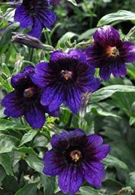 30Plus Salpiglossis Kew Blue   Annual   Flower   ALYFP  ct