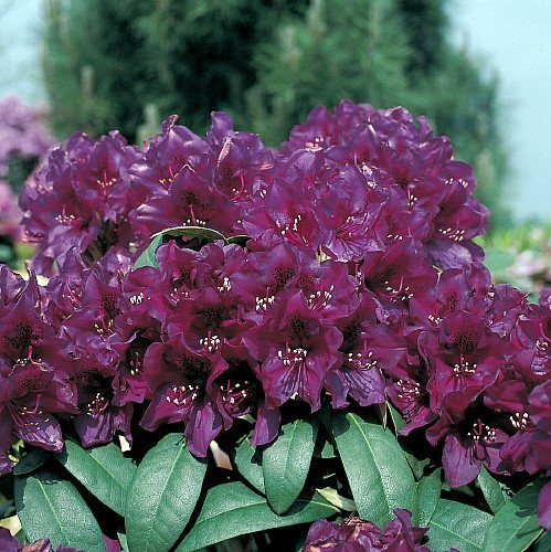 Polar Night  Polarnacht  Rhododendron - Almost Black - 2.5" Pot