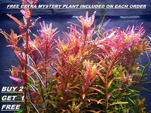 Rotala Rotundifolia RED Live Aquarium Plant Freshwater - Buy 2 Get 1 Rotala Rotundifolia RED Live Aquarium Plant Freshwater - Buy 2 Get 1