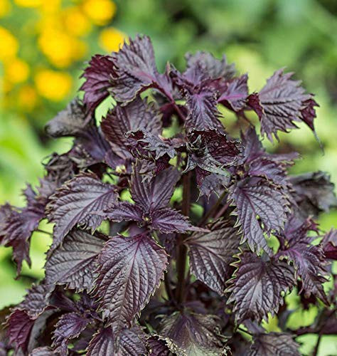 PAPCOOL Seeds_Easy_Grow H?rb Se?Ds - Perilla Frutescens R?d Se?Ds - 50 Se?Ds