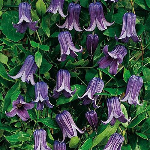 Rooguchi Clematis Vine - Violet Blue - 2.5" Pot