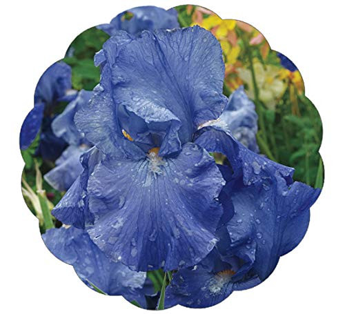 Stargazer Perennials Feed Back Reblooming Iris Plant Potted - Very Fragrant Purple Flowers Easy to Grow Perennial Plant