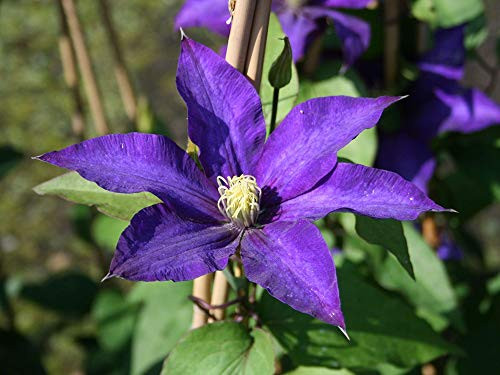 Daniel Deronda Clematis Vine - Double Purple Blooms - 2.5" Pot