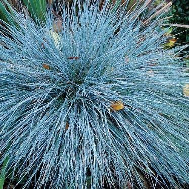 Festuca glauca Blue Select 1.000 Seeds