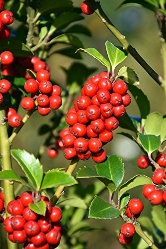 Castle Spire Blue Holly - Ilex - 4" Pot - Proven Winners