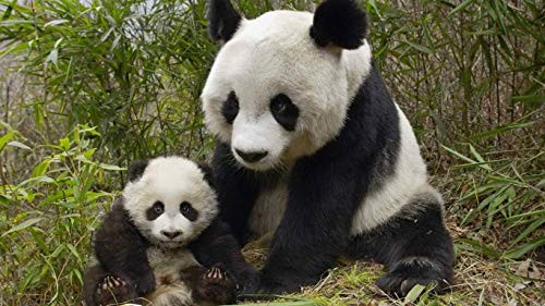 Los Rompecabezas De 500 Piezas Son Un Divertido Y Rompecabezas UNA Forma De Disfrutar De Hermosas Obras De Arte Rompecabezas De Madera 3D De 500 Piezas para Adultos Red Panda