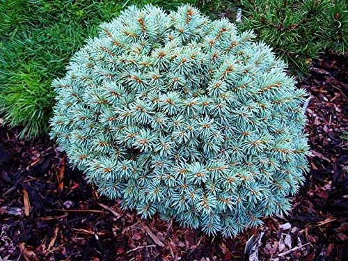 Blue Pearl Colorado Blue Spruce - 1 Year Live Plant
